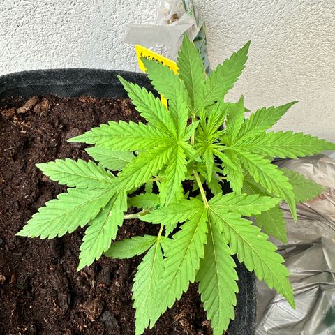 Sherbet Queen Automatic growlog timeline photo