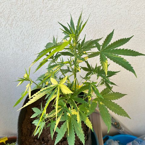 Sherbet Queen Automatic growlog timeline photo