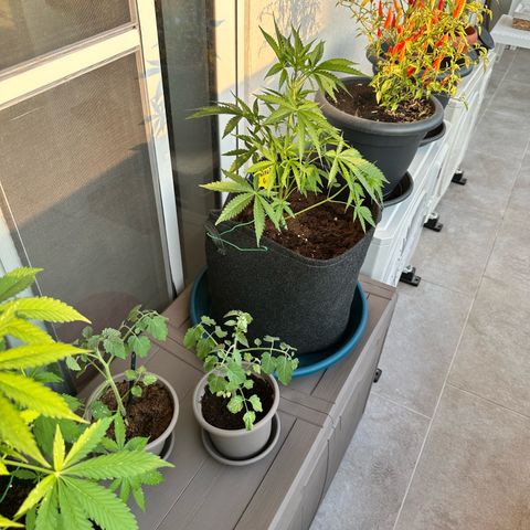 Triple G Automatic growlog timeline photo