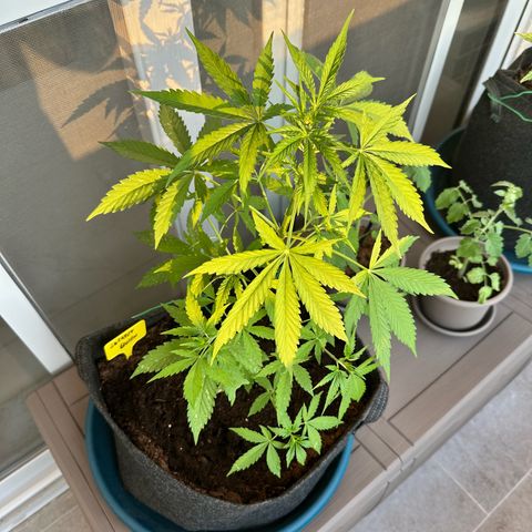 Sherbet Queen Automatic growlog timeline photo