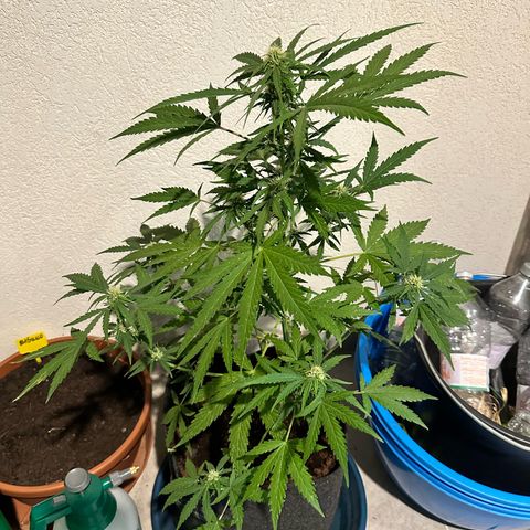 Sherbet Queen Automatic growlog timeline photo
