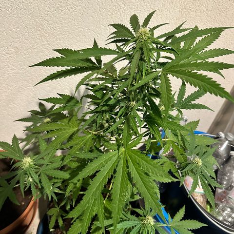 Sherbet Queen Automatic growlog timeline photo