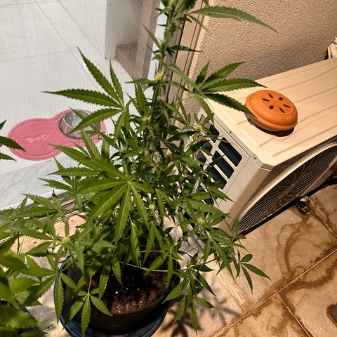 Triple G Automatic growlog timeline photo