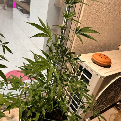Triple G Automatic growlog timeline photo