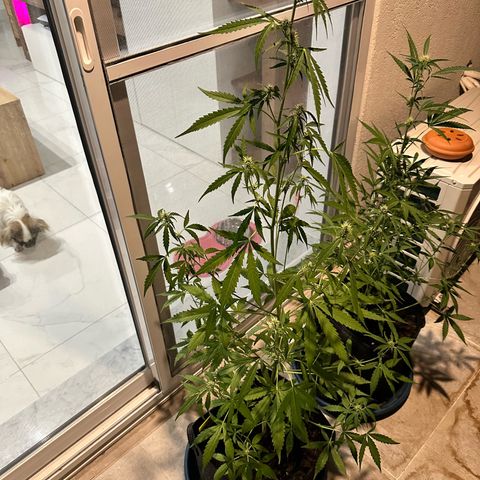 Sherbet Queen Automatic growlog timeline photo