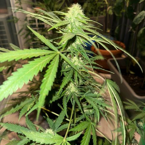 Sherbet Queen Automatic growlog timeline photo