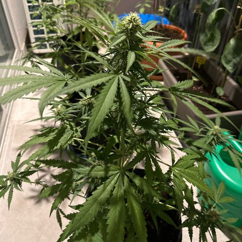 Sherbet Queen Automatic growlog timeline photo