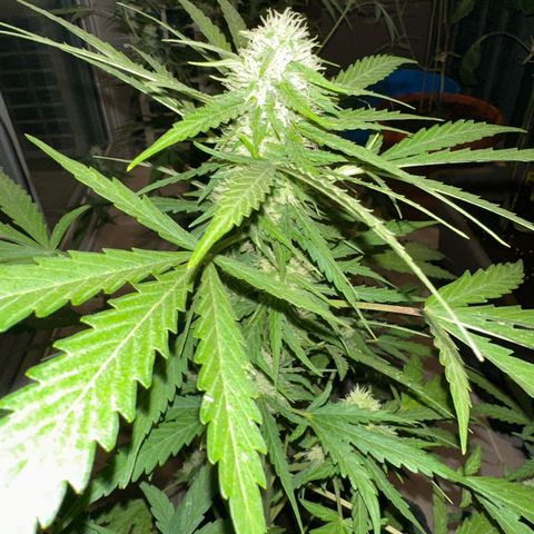 Sherbet Queen Automatic growlog timeline photo