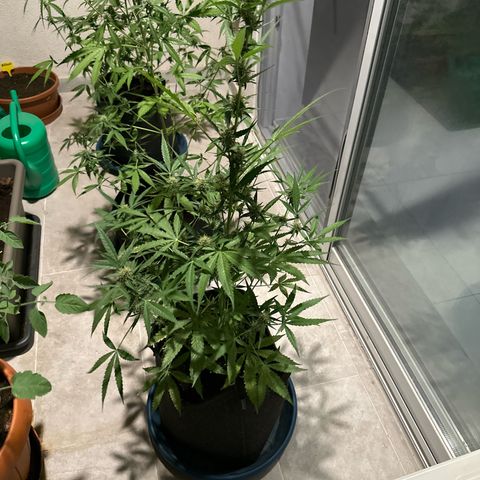 Triple G Automatic growlog timeline photo
