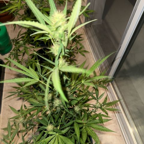 Triple G Automatic growlog timeline photo