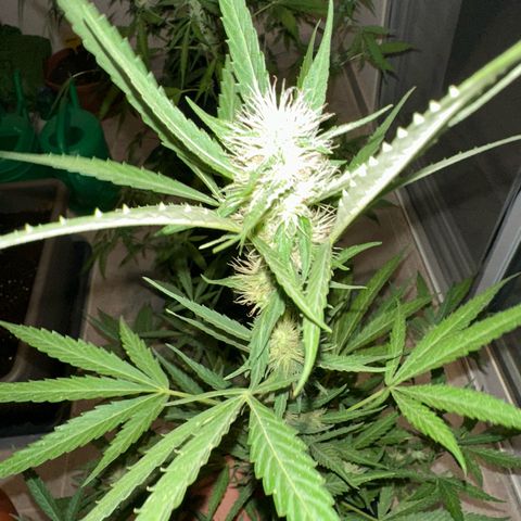 Triple G Automatic growlog timeline photo