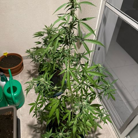 Sherbet Queen Automatic growlog timeline photo