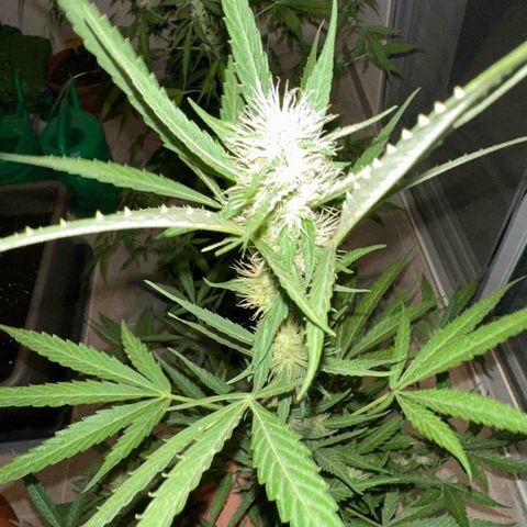 Triple G Automatic growlog timeline photo