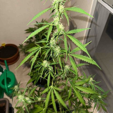Sherbet Queen Automatic growlog timeline photo