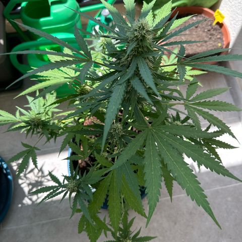 Sherbet Queen Automatic growlog timeline photo