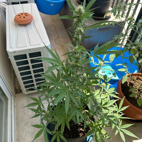 Triple G Automatic growlog timeline photo