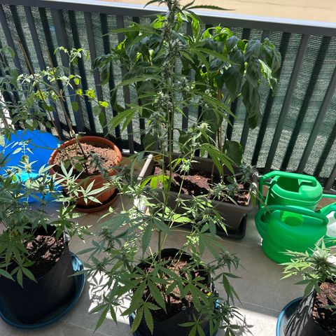 Sherbet Queen Automatic growlog timeline photo