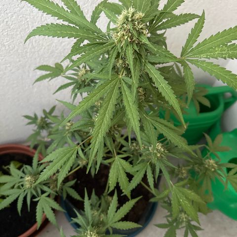 Sherbet Queen Automatic growlog timeline photo