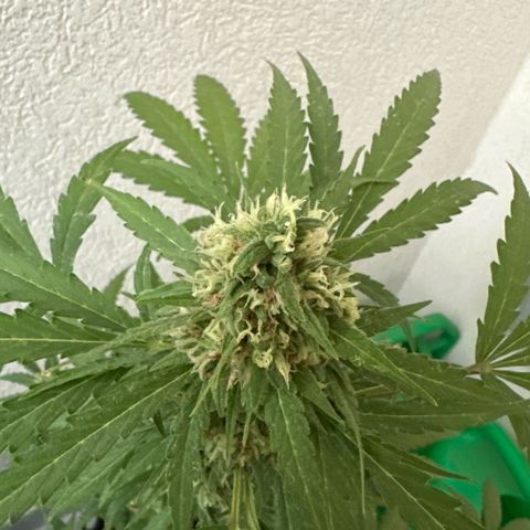Sherbet Queen Automatic growlog timeline photo