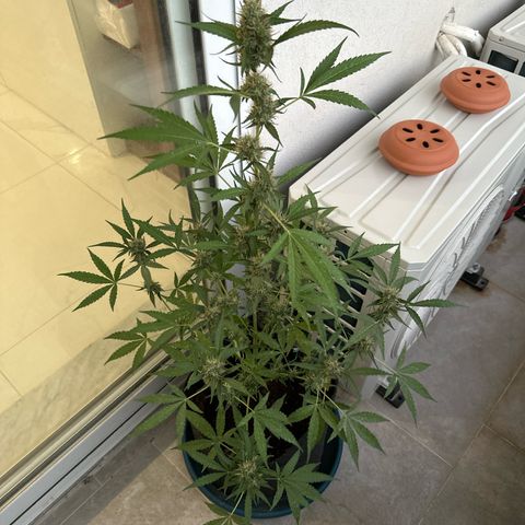 Triple G Automatic growlog timeline photo