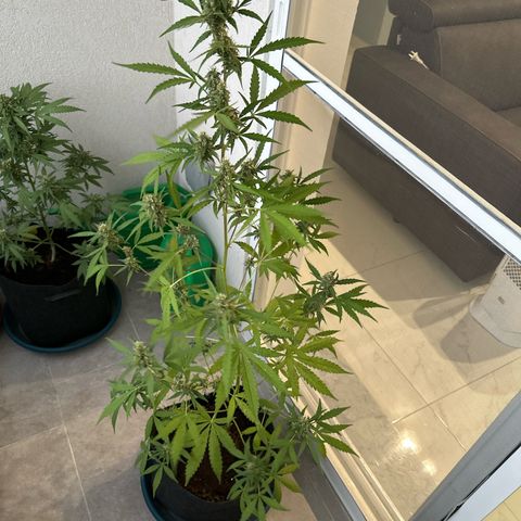 Sherbet Queen Automatic growlog timeline photo