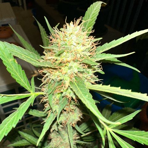 Triple G Automatic growlog timeline photo