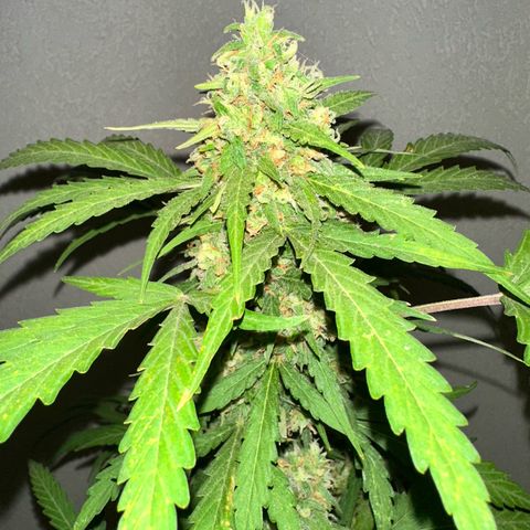 Sherbet Queen Automatic growlog timeline photo