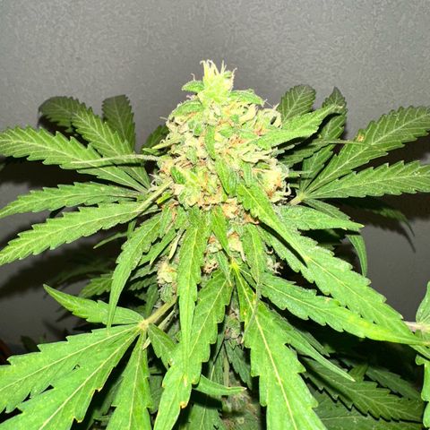 Sherbet Queen Automatic growlog timeline photo