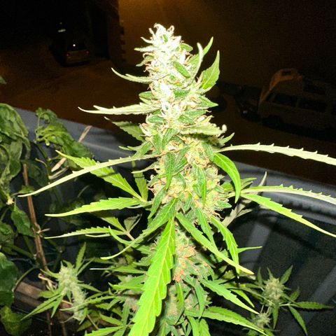 Sherbet Queen Automatic growlog timeline photo