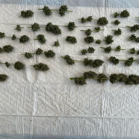 Triple G Automatic growlog timeline photo