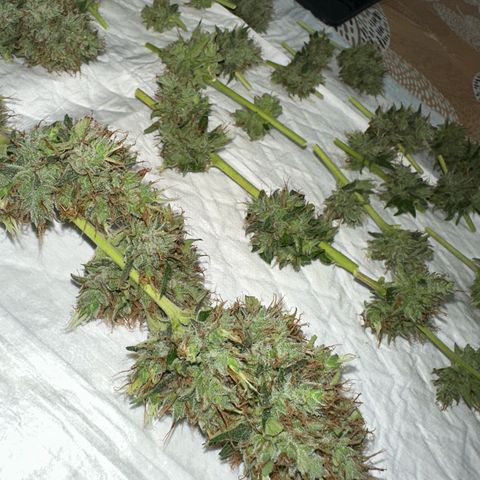 Triple G Automatic growlog timeline photo