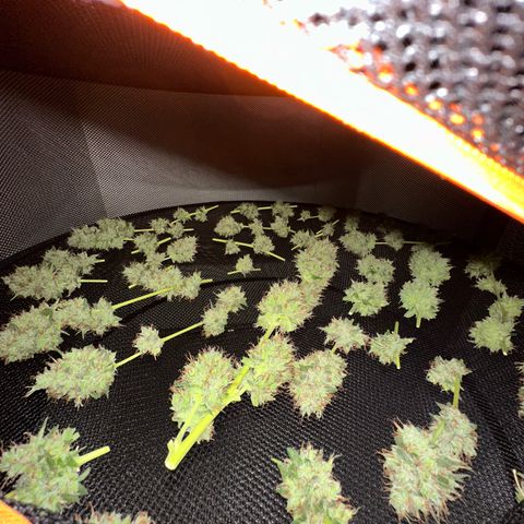 Triple G Automatic growlog timeline photo