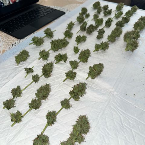 Triple G Automatic growlog timeline photo