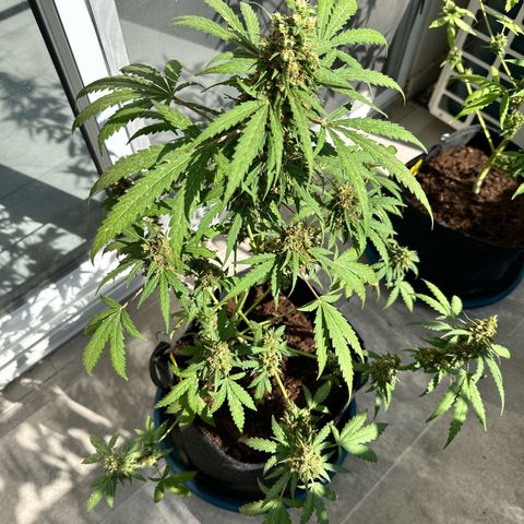 Sherbet Queen Automatic growlog timeline photo