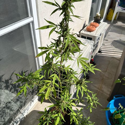 Sherbet Queen Automatic growlog timeline photo