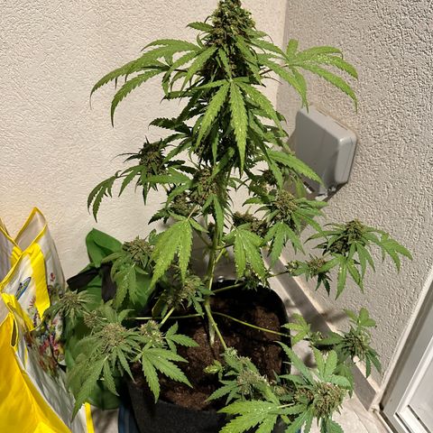 Sherbet Queen Automatic growlog timeline photo