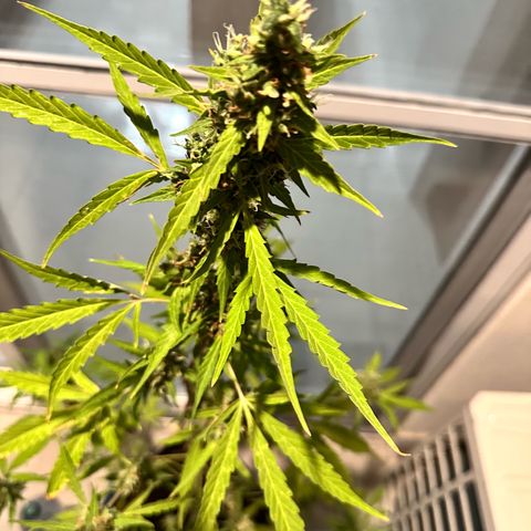 Sherbet Queen Automatic growlog timeline photo