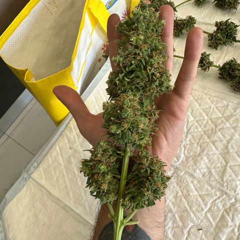Sherbet Queen Automatic growlog timeline photo