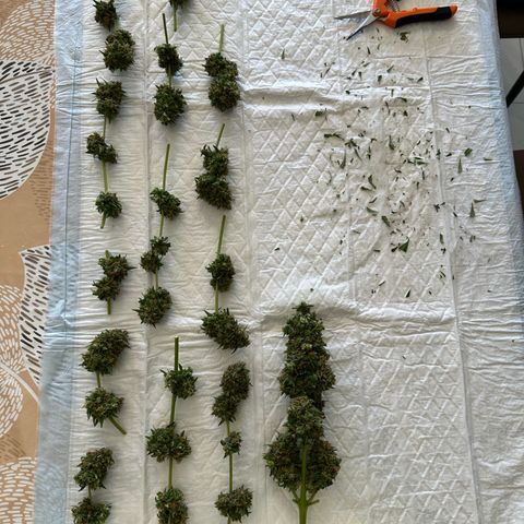 Sherbet Queen Automatic growlog timeline photo