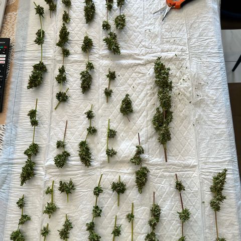 Sherbet Queen Automatic growlog timeline photo