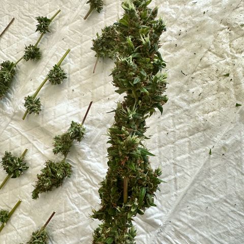 Sherbet Queen Automatic growlog timeline photo