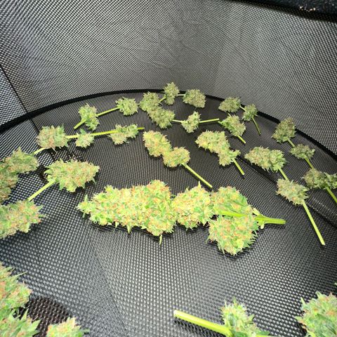 Sherbet Queen Automatic growlog timeline photo