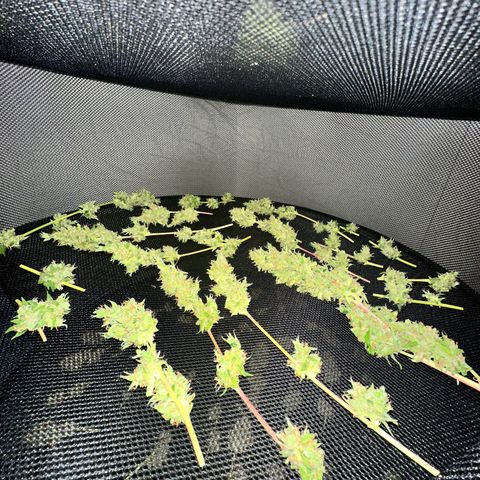 Sherbet Queen Automatic growlog timeline photo