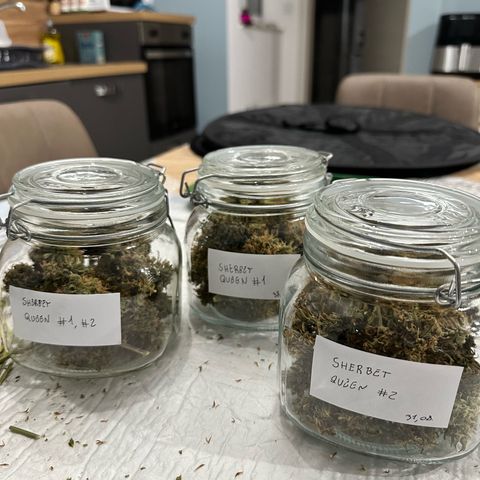 Sherbet Queen Automatic growlog timeline photo