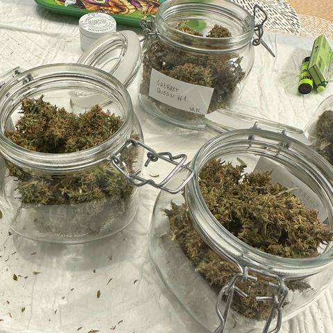 Sherbet Queen Automatic growlog timeline photo