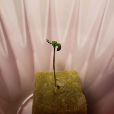 Gelato growlog timeline photo