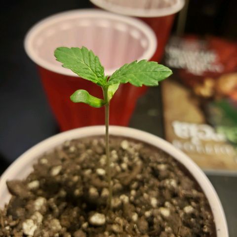 Gelato growlog timeline photo