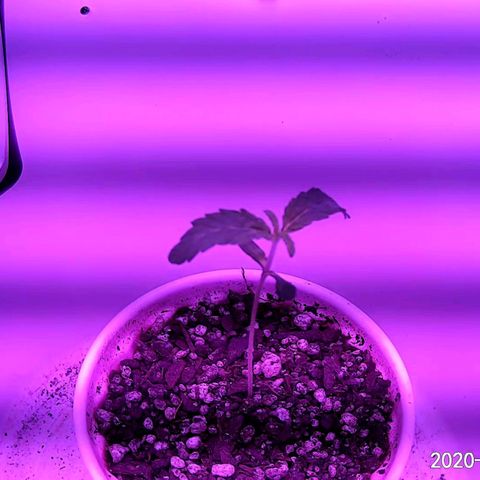 Gelato growlog photo: Seems to be doing well under UFO. New set of leaves starting. Soil is beginning to get dry may water tomorrow or the next day. She is looking healthy