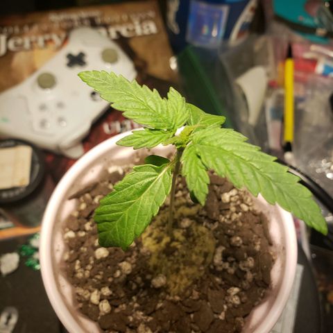 Gelato growlog timeline photo