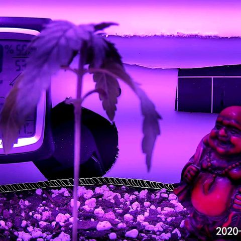 Gelato growlog photo: Transplanted to 3 gallon pot tonight and added Buddha